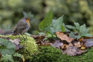 Central Europe Birdlife Prints: Robin (Erithacus rubecula), Emsland