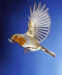 Prints of Robin (Erithacus rubecula) in flight Robins Prints: Robin (Erithacus rubecula) in Flight Print