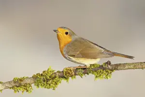 European Robins In Wild Prints: Robin (Erithacus rubecula), foraging