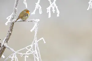 Passerine Songbird Photography Prints: Robin (Erithacus rubecula) Germany