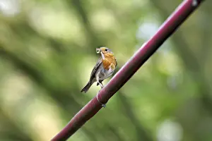 Old World Flycatcher Pictures Prints: Robin (Erithacus rubecula), insects