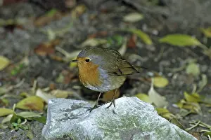 Passerine Species Prints: Robin, Erithacus rubecula, Robin