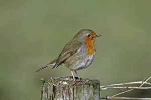 Deserted Bird Scene Prints: Robin, Erithacus rubecula, Robin