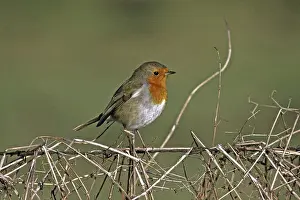 European Robin Print, Erithacus rubecula