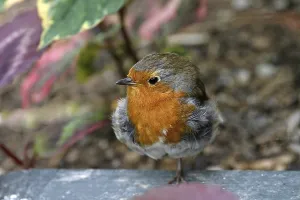 No People Bird Photography Prints: Robin, Erithacus rubecula, robin (ground-singer)