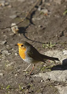 German Wildlife Photos Prints: Robin (Erithacus rubecula) sitting on the ground