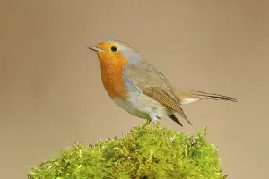Central Europe Birdlife Prints: Robin (Erithacus rubecula), sitting on moss