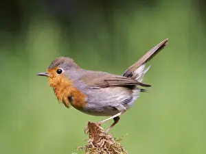 Bird Sitting Alone Prints: Robin (Erithacus rubecula) sitting on a mossy root