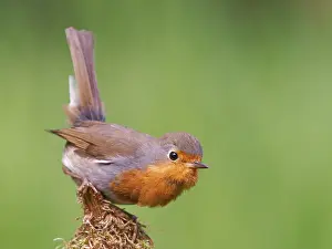 German Federal Republic Birds Prints: Robin (Erithacus rubecula) sitting on a mossy root