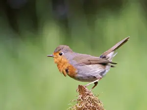 Central Europe Birdlife Prints: Robin (Erithacus rubecula) sitting on a mossy root