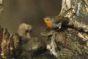No People Wildlife Scene Prints: Robin, Erithacus rubecula, sitting on a root