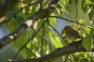 Bird In Tree Prints: Robin (Erithacus rubecula) sitting in a tree