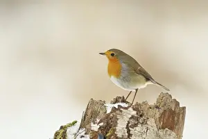 Central Europe Nature Images Prints: Robin (Erithacus rubecula) standing on tree stump