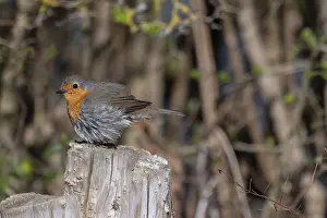 Central Europe Birds Prints: Robin (Erithacus rubecula) on a tree stump