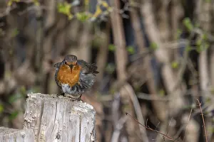 Bavarian Wildlife Photography Prints: Robin (Erithacus rubecula) on a tree stump