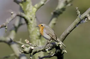 Old World Flycatcher Photos Prints: Robin (Erithacus rubecula), twig