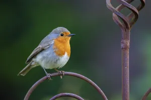 Passerine Birds In Wild Prints: Robin (Erithacus rubecula), Vechta