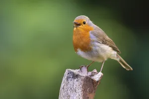 Framed Print : Robin Print, Erithacus rubecula, Germany