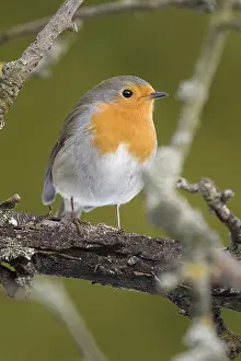 Robin in the Garden Print