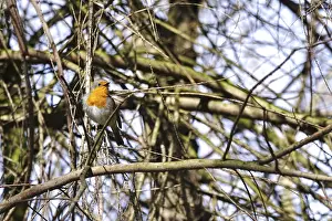 European Robin Germany Prints: Robin in a tree, spring, Germany