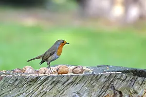 Old World Flycatcher Habitat Prints: Robin, winter, Germany