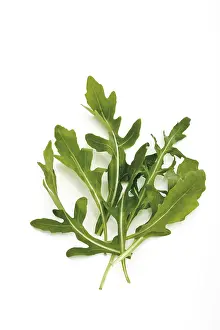 Rocket, Arugula Print