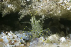 Black Sea Wildlife Prints: Rockpool Prawn (Palaemon elegans)