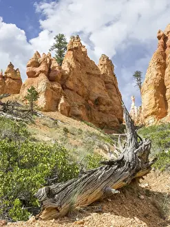 Navajo Loop Trail Prints: Rocks of the Navajo Loop Trail