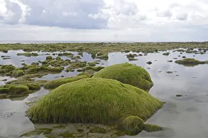 Atlantic Ocean Rocks Prints: Rocks overgrown with algae in the intertidal mudflats