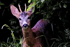 Upper Palatinate Nature Photos Prints: Roe deer looking into the camera