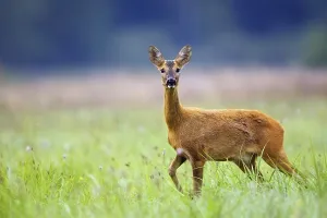 Mammal Species Prints: Roe-deer in the wild in a clearing