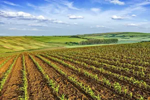 Czech Republic Landscape Photography Prints: Rolling fields of Moravia, Czech Republic