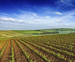 Moravia Landscape Prints: Rolling fields of Moravia, Czech Republic