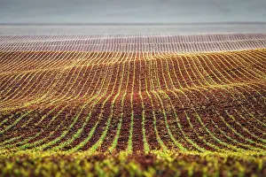 Czech Republic Landscape Photography Prints: Rolling fields of Moravia, Czech Republic