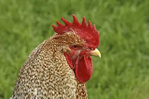 Chicken Photography Prints: Rooster - chicken