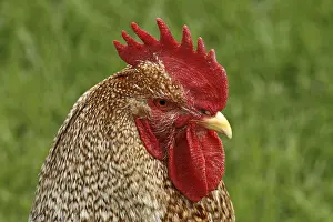 Livestock Photography Prints: Rooster - chicken