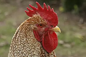 Farm Animal Portraits Prints: Rooster - chicken