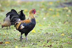 Prints of Rooster on the farm in a clearing Chickens Prints: Rooster on the Farm Print in a Clearing