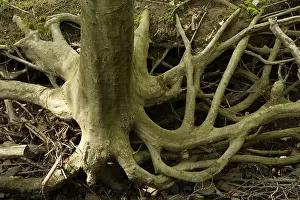 Deciduous Tree Roots Prints: Root network on the banks of a stream