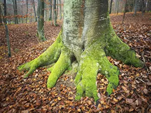 Autumnal Atmosphere Images Prints: Root of a tree covered with moss in autumn