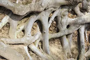 Deserted Deciduous Trees Prints: Roots of a beech