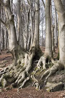 No People In Forest Prints: Roots of a beech grove