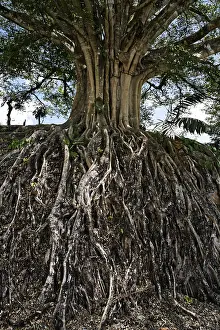 Tropical Tree Species Prints: Roots of a big tree, Banyan Tree