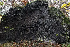 Western Pomerania National Park Prints: Roots of a fallen tree, DarBwald