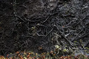 Protected Area In North Germany Prints: Roots of a fallen tree, DarBwald