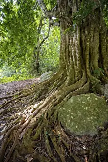 Primeval Forest Scenery Photo Prints: The roots of a fig tree surround a rock