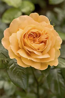 Close Up Rose Prints: Rose