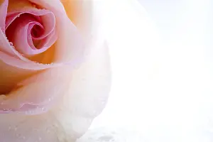 Detailed Flower Images Prints: Detail of a rose