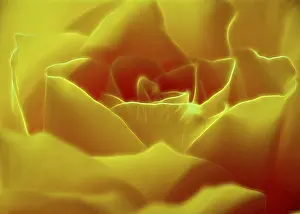 Deserted Rose Garden Prints: Rose