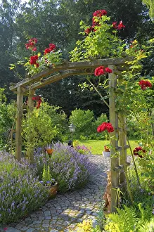 Blooming Rosaceae Plant Prints: Rose arch